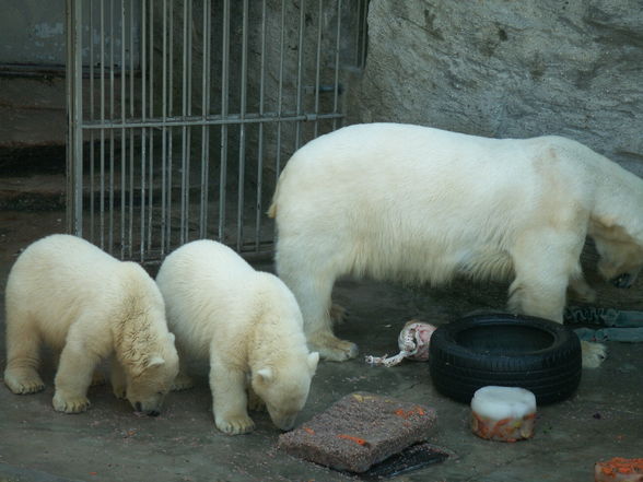 SchÖnBruNn - 