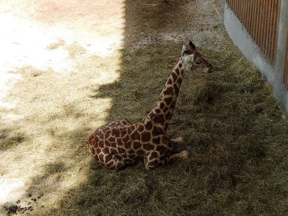 Ausflug im Tierpark Schmieding - 