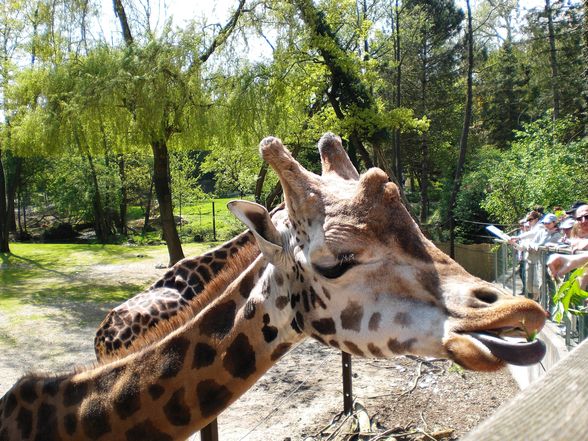 Ausflug im Tierpark Schmieding - 