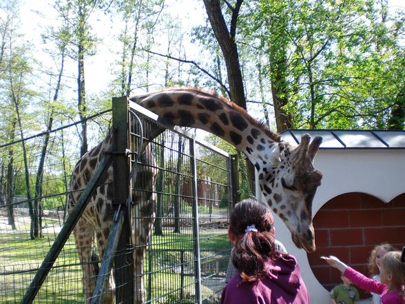 Ausflug im Tierpark Schmieding - 