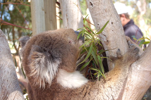 EisenhowerTrophy-Australia (Adelaide) - 