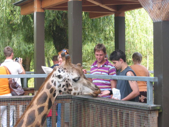 Ein Tag im Zoo - 