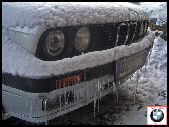 Winter Pics, 325ix   Hunde - 