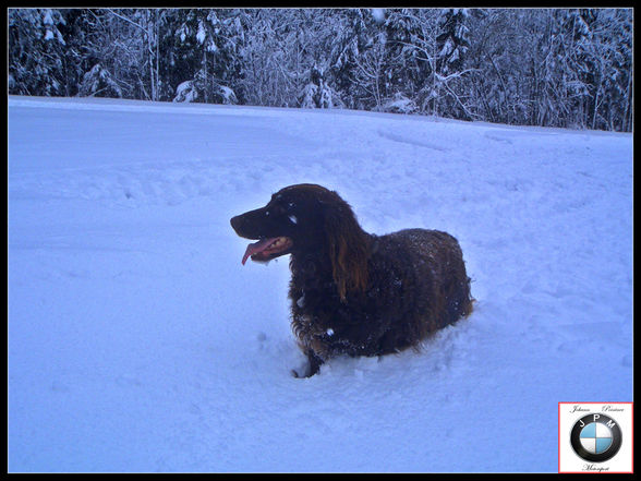 Winter Pics, 325ix   Hunde - 