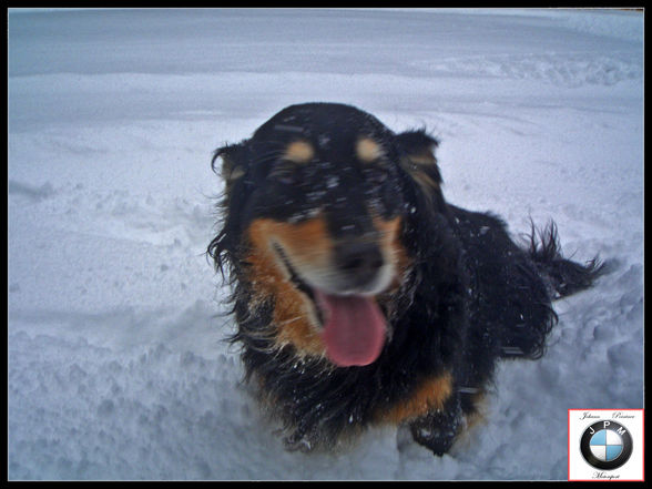 Winter Pics, 325ix   Hunde - 