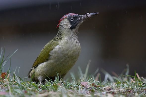 Picus viridis - 