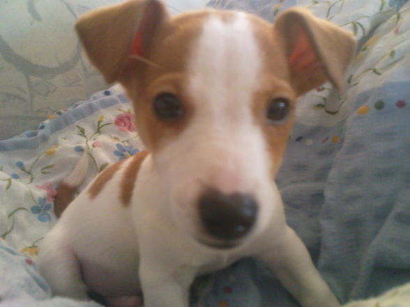 Jack Russl Ringo - 