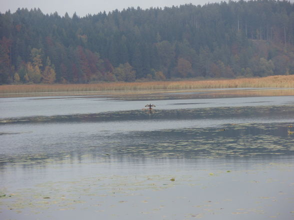 Gösseldorfersee Okt. 08 - 