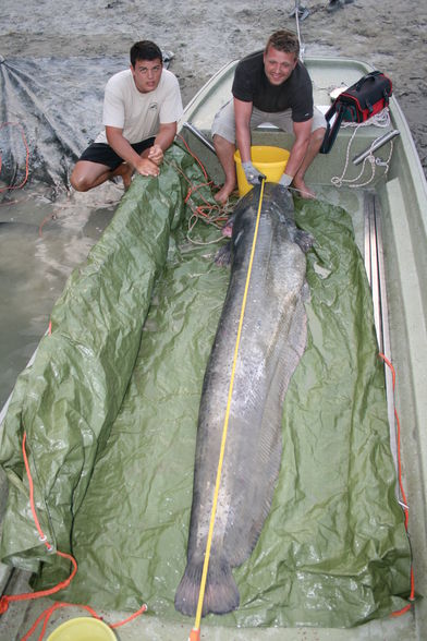 Der Traumfisch - 2,51 Meter 88 kg - 