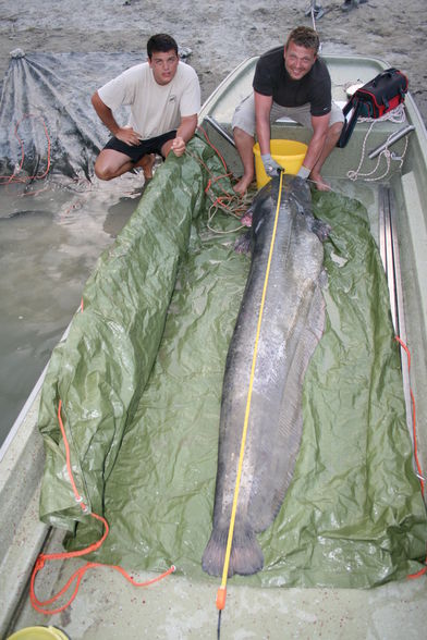 Der Traumfisch - 2,51 Meter 88 kg - 