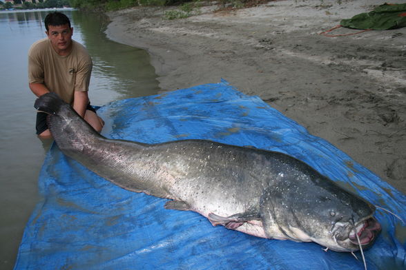 Der Traumfisch - 2,51 Meter 88 kg - 