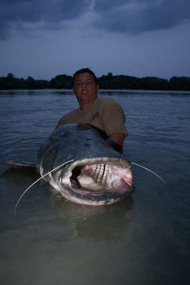 Der Traumfisch - 2,51 Meter 88 kg - 