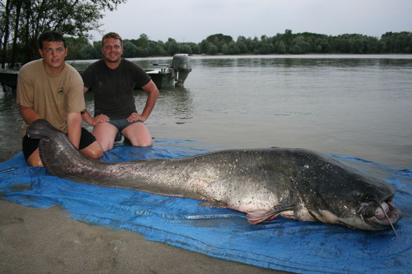 Der Traumfisch - 2,51 Meter 88 kg - 