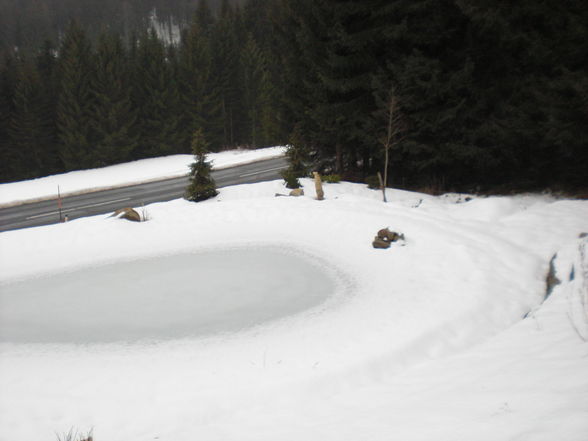 mein erster Schwimmteich! - 