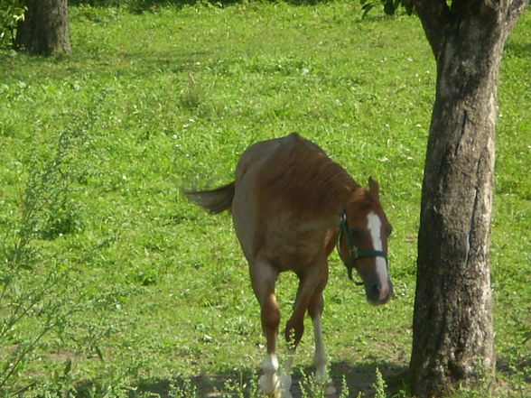 Felix Mein pferd - 