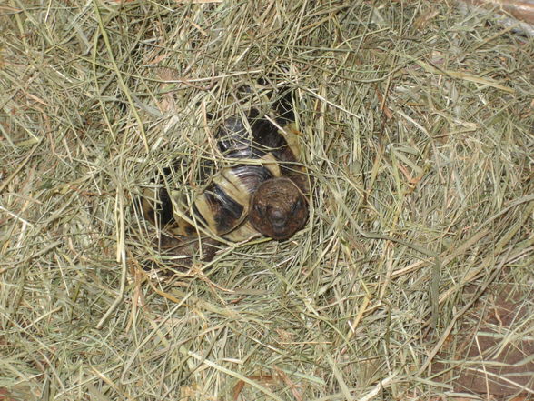 Meine Schildkröte und Krebse - 