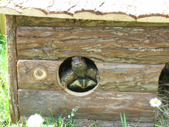 Meine Schildkröte und Krebse - 