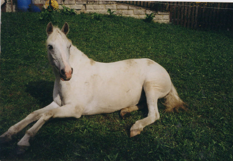 Benjamin Blümchen - 