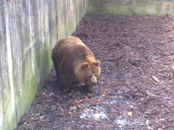 Tierpark Haag - 