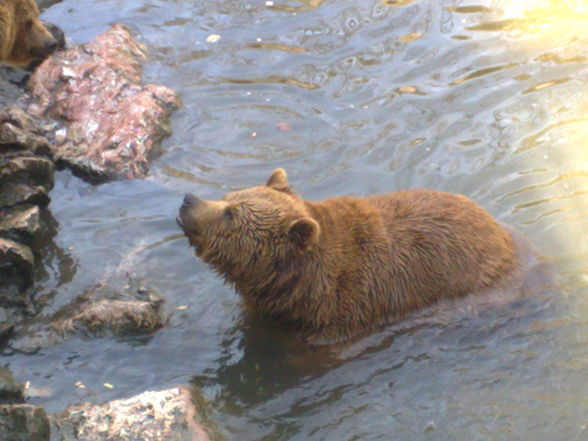 Tierpark Haag - 