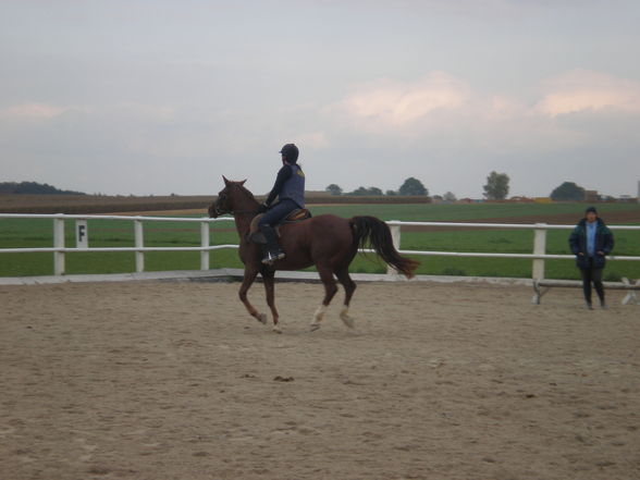 Reiten - 