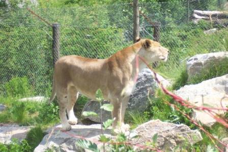 Tierpark Herberstein - 