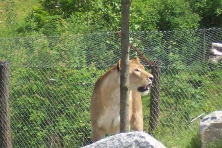 Tierpark Herberstein - 