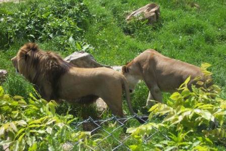 Tierpark Herberstein - 