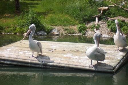 Tierpark Herberstein - 