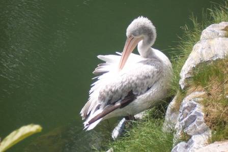 Tierpark Herberstein - 