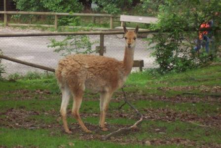 Tierpark Herberstein - 