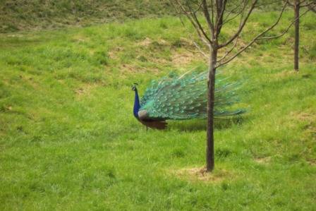 Tierpark Herberstein - 