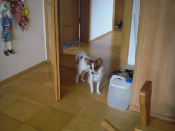 My DOG - 