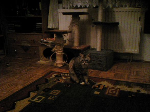 katzen - 
