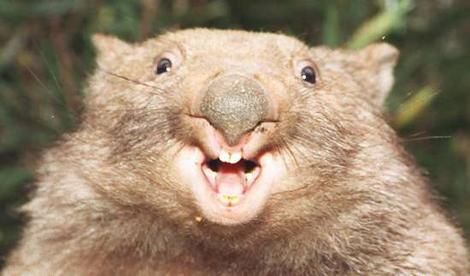 Wombat - 