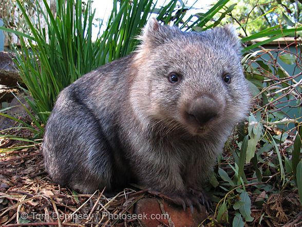 Wombat - 