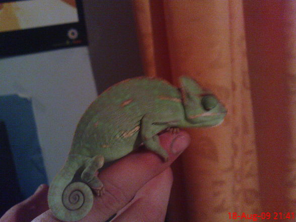 rEpTiLiEn....^^ - 