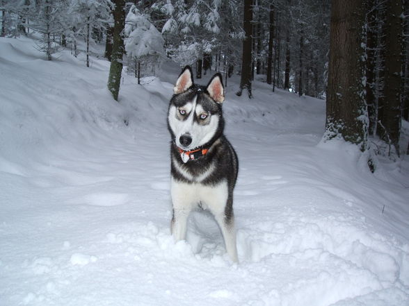 Mein Husky! - 