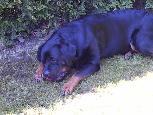 Mein Ex Rotti "Shakira" - 