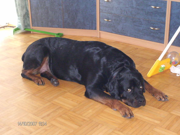 Mein Ex Rotti "Shakira" - 