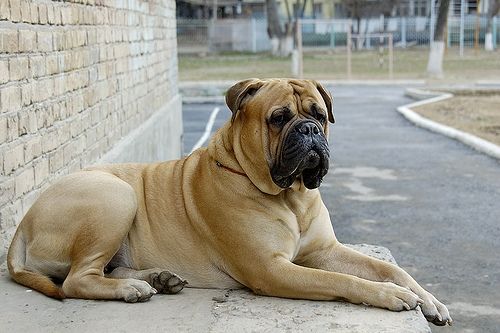 American Bulldog/Bullmastiff - 