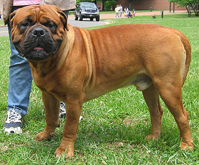 American Bulldog/Bullmastiff - 