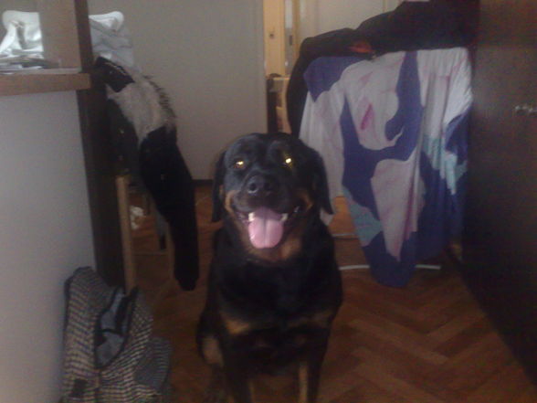 Mein Hund "Shiva" - 