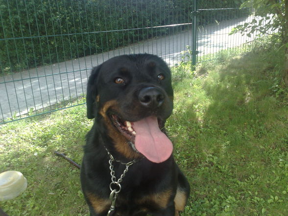 Mein Hund "Shiva" - 