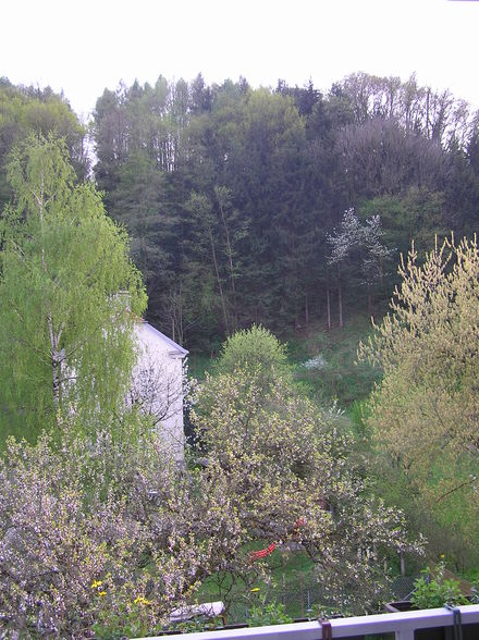 Frühlingsrundblick bei mir zu Haus - 