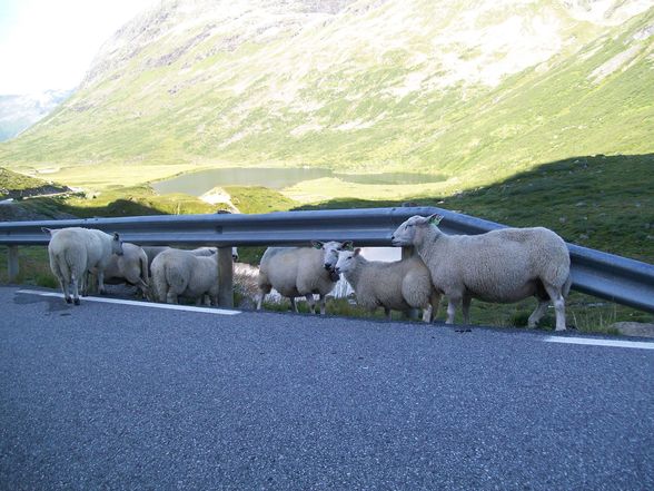 Geiranger Fjord NORWEGEN - 