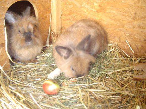 ♥my rabbits♥ - 