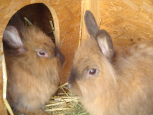 ♥my rabbits♥ - 