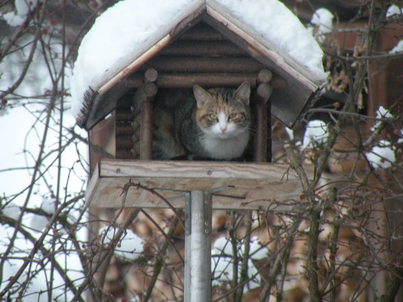 a boar marken , i am bmx , cat - 