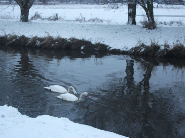 Schneegestöber - 